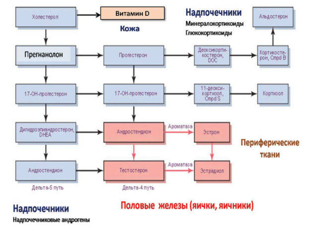 Квартет здоровья — новая концепция современной профилактической и эстетической медицины