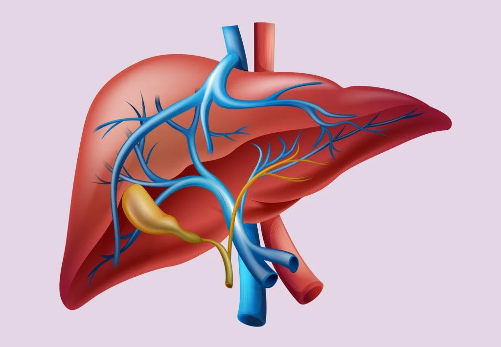 Печень.jpg Печень.jpg